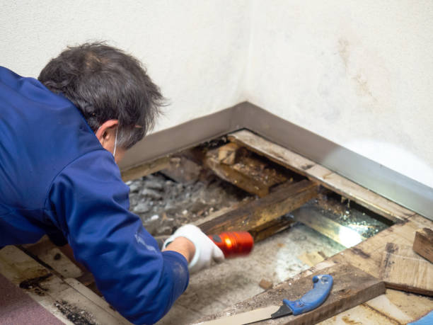 Best Mold Remediation for Schools in Porterville, CA