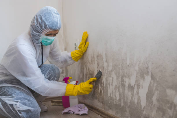 Best Crawl Space Mold Remediation in Porterville, CA