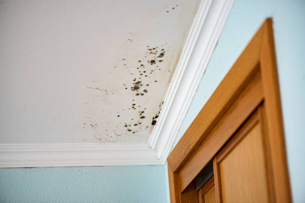 Trusted Porterville, CA Mold Remediation Experts
