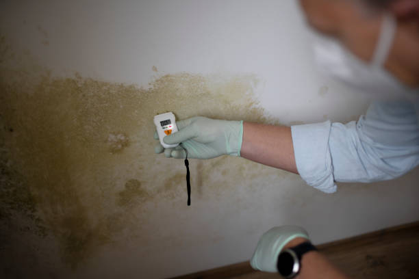 Best Commercial Mold Remediation in Porterville, CA