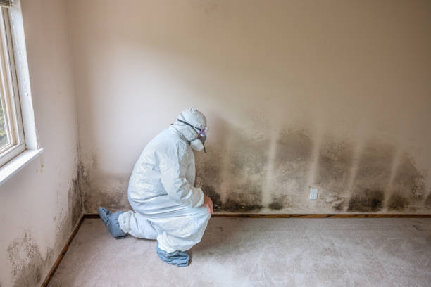 Best Emergency Mold Remediation in Porterville, CA