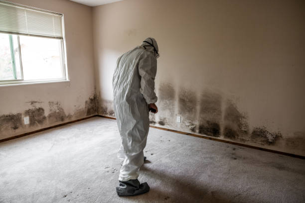 Best Preventive Mold Services in Porterville, CA