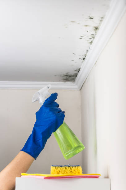 Best Mold Remediation for Specific Building Types in Porterville, CA