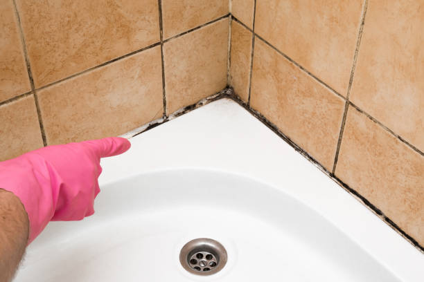 Best HVAC Mold Remediation in Porterville, CA