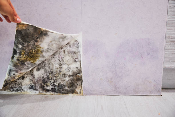 Best Insurance-Related Mold Remediation in Porterville, CA